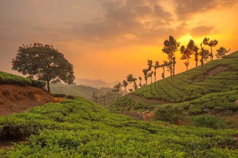 Munnar 