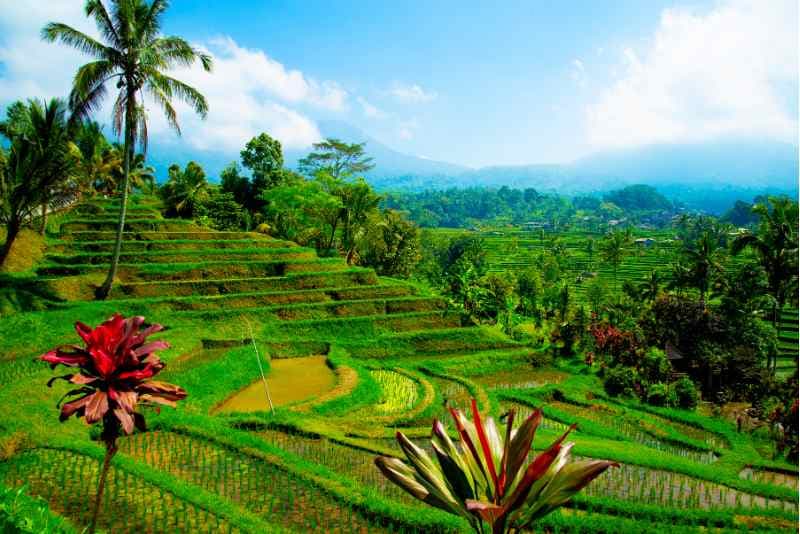 Jatiluwih Rice Terraces