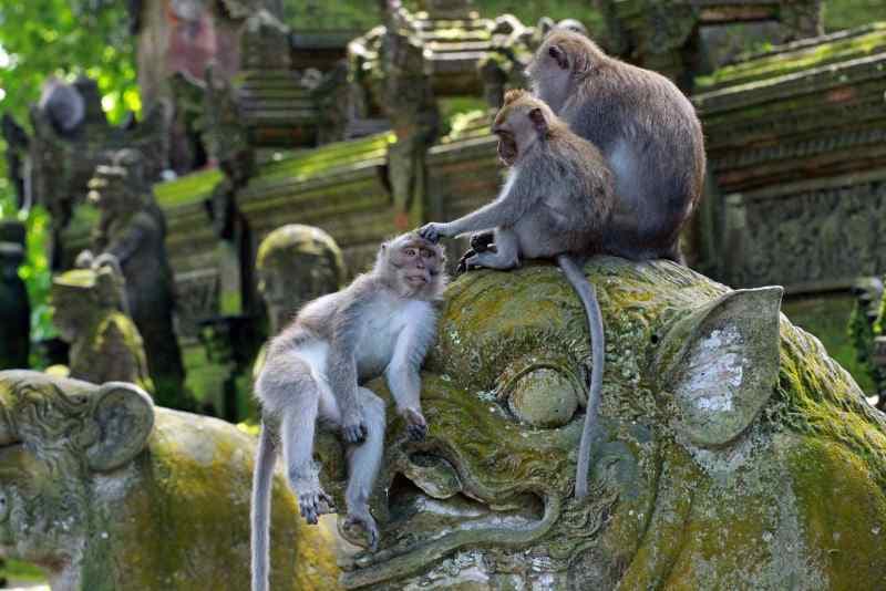 Ubud Monkey Forest