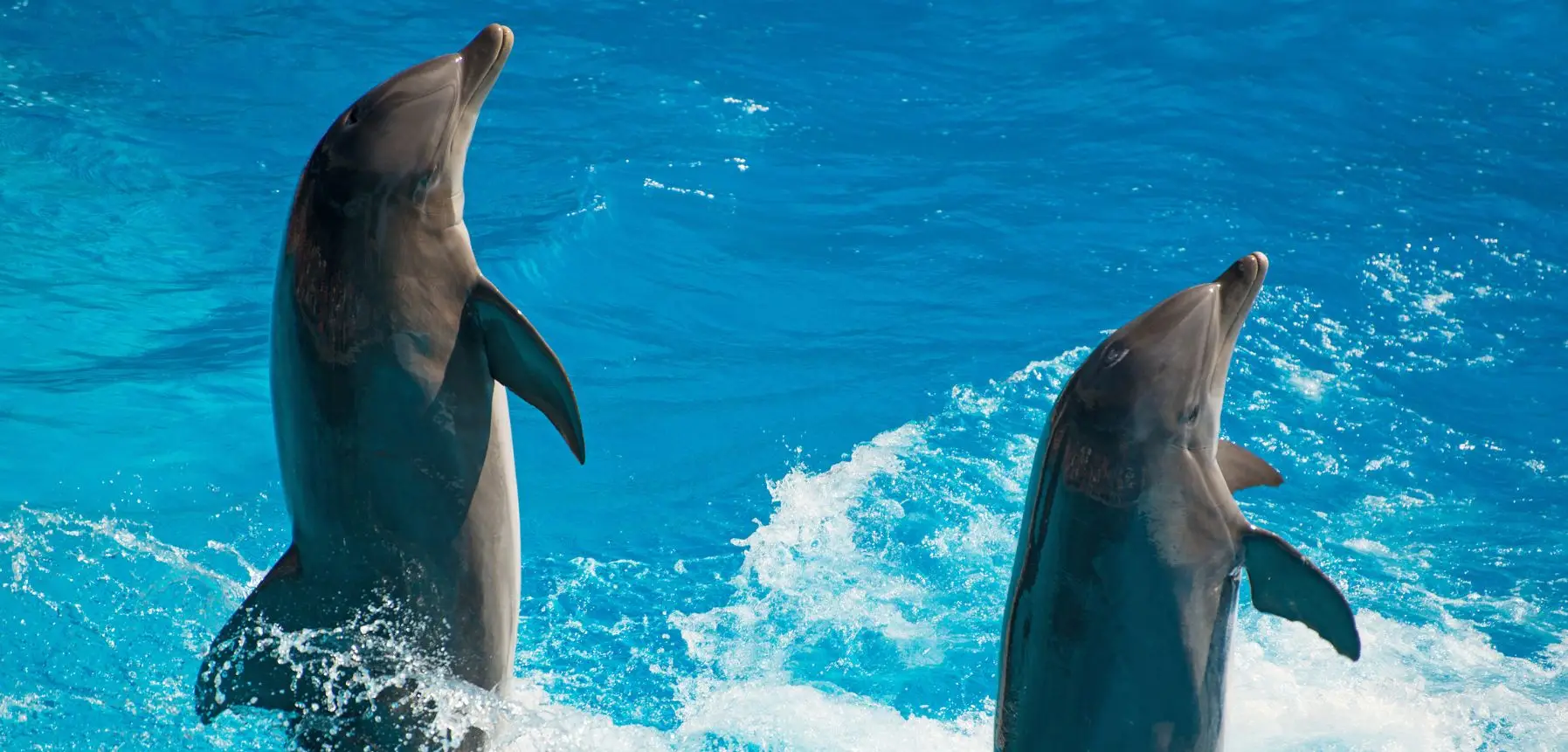 dolphin dance in maldives