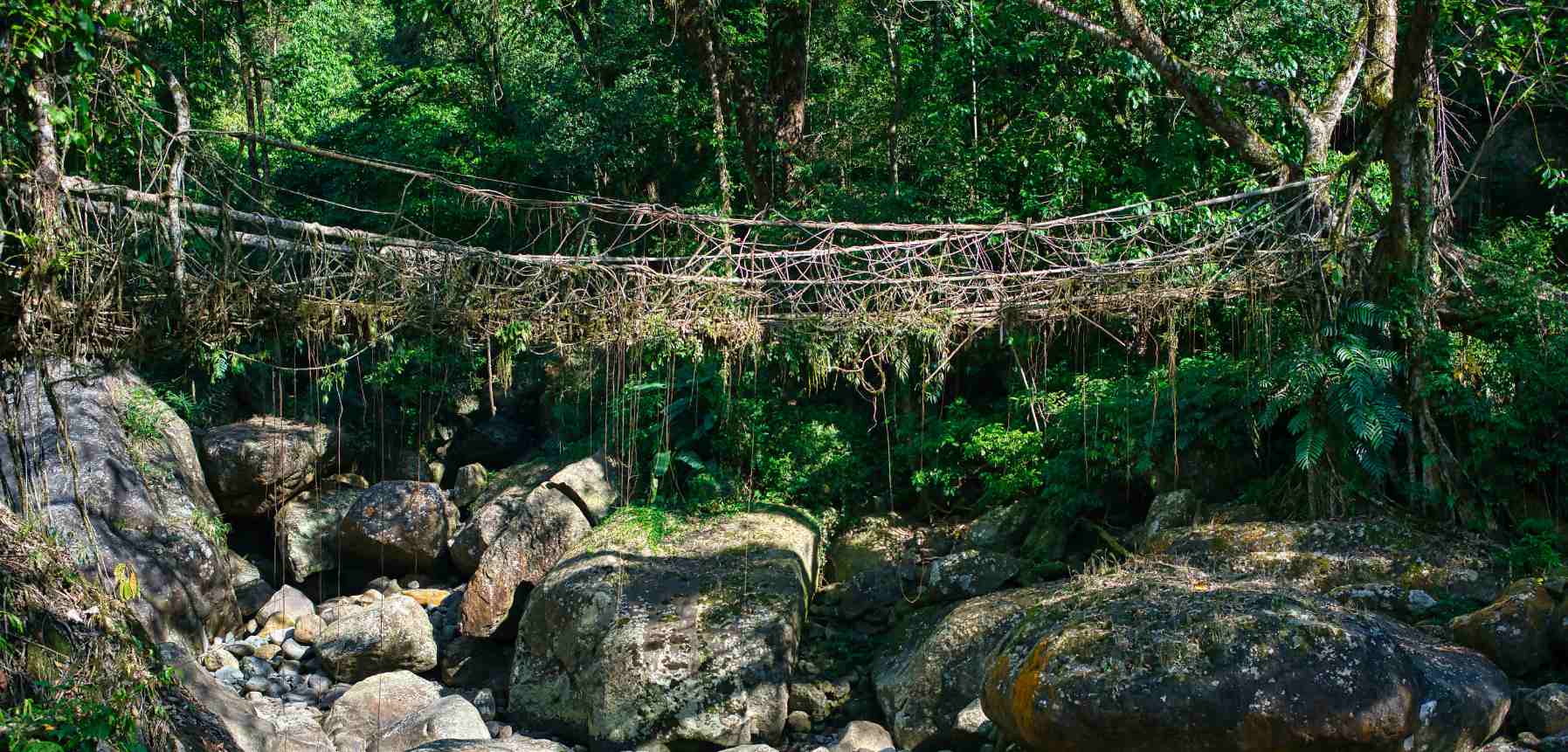 Living Root Bridges of Cherrapunji
