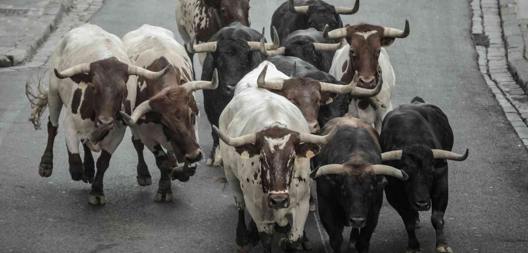 Visit Pamplona to witness the Running of the Bulls