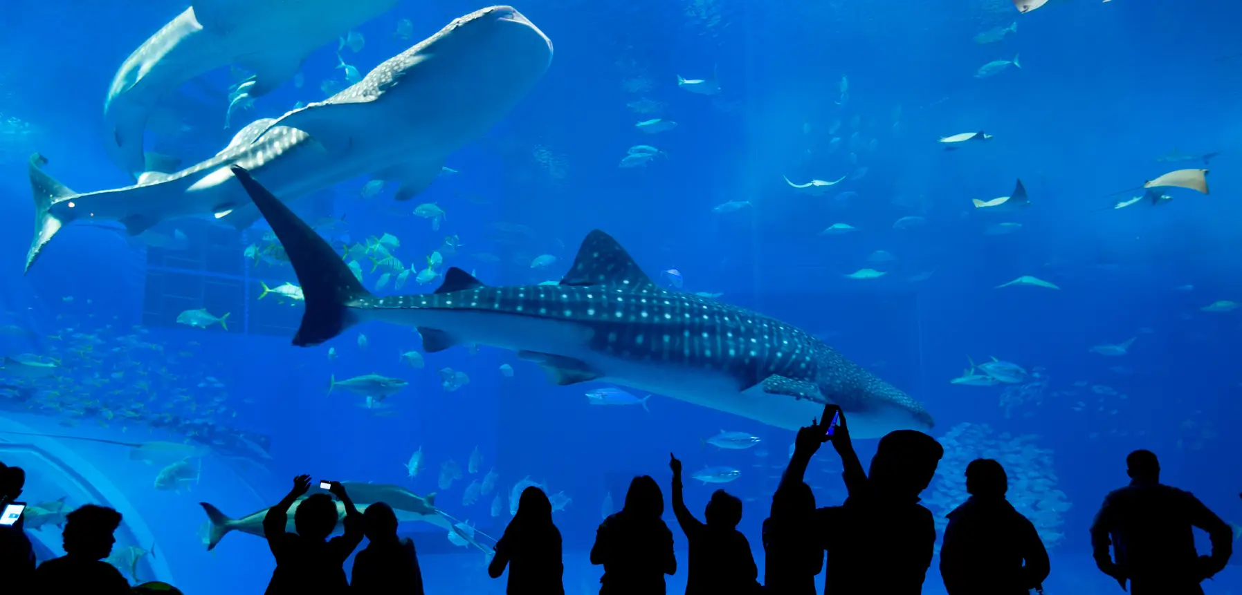 Dubai Aquarium & underwater zoo